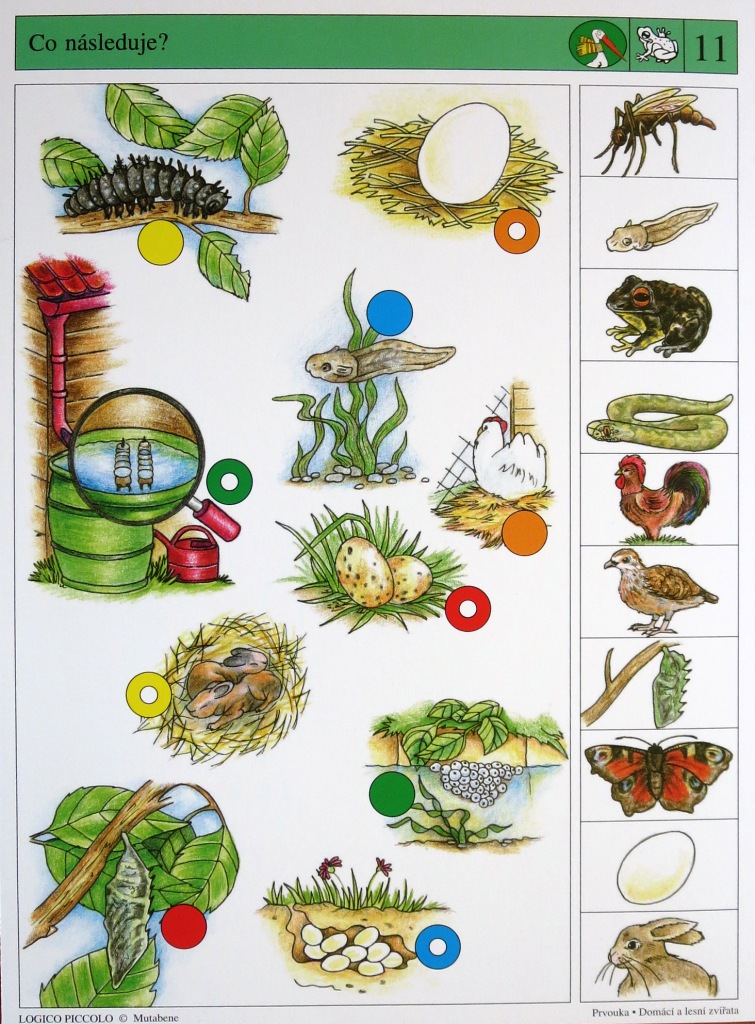 Domácí a lesní zvířata